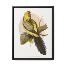 Yellow-Rumped Parrakeet (Platycercus elegans flaveolus) colored wood-engraved plate by Alexander Francis Lydon. - NOMADEN ART GALLERY