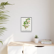 Spirea Aurea flowers lithograph. Digitally enhanced from our own original 1900 edition plates of Botanical Specimen published by Rochester Lithographing