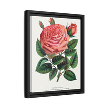 Pink rose, Glorie de Dijon lithograph. Digitally enhanced from our own original 1900 edition plates of Botanical Specimen published by Rochester Lithographing - NOMADEN ART GALLERY