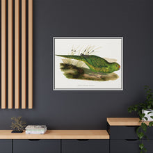 Green Ground Parrot (Pezoporus wallicus) colored wood-engraved plate by Alexander Francis Lydon