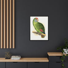 Dufresne's Amazon (Amazona dufresniana) colored wood-engraved plate by Alexander Francis Lydon