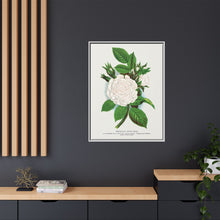 Rose, Perpetual White Moss lithograph. Digitally enhanced from our own original 1900 edition plates of Botanical Specimen published by Rochester Lithographing
