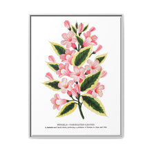 Pink flowers, Weigela lithograph (1900) - NOMADEN ART GALLERY