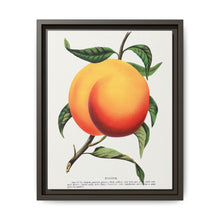 Foster peach lithograph. Digitally enhanced from our own original 1900 edition plates of Botanical Specimen published by Rochester Lithographing - NOMADEN ART GALLERY