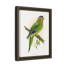 Petz's Conure (Aratinga canicularis) colored wood-engraved plate by Alexander Francis Lydon
