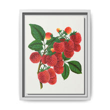 Shaffer's Colossal Raspberry Lithograph (1900) - NOMADEN ART GALLERY