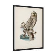 Strix uralensis ♀ illustrated by the von Wright brothers from our own 1929 folio version of Svenska Fåglar Efter Naturen Och Pa Sten Ritade - NOMADEN ART GALLERY