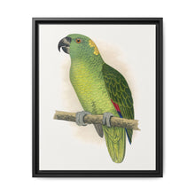 Yellow-Naped Amazon (Amazona auropalliata) colored wood-engraved plate by Alexander Francis Lydon - NOMADEN ART GALLERY