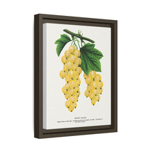 White Grape Lithograph | Vintage Botanical Wall Art Print