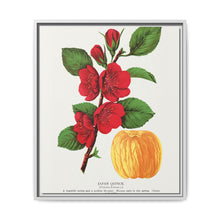 Japan Quince tree lithograph. Digitally enhanced from our own original 1900 edition plates of Botanical Specimen published by Rochester Lithographing - NOMADEN ART GALLERY