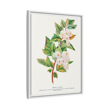 Spirea Aurea flowers lithograph. Digitally enhanced from our own original 1900 edition plates of Botanical Specimen published by Rochester Lithographing