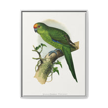 Golden-Crowned Parrakeet (Cyanoramphus auriceps) colored wood-engraved plate by Alexander Francis Lydon - NOMADEN ART GALLERY
