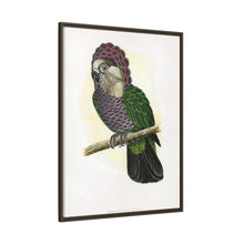 Hawk-Headed Parrot (Deroptyus accipitrinus) colored wood-engraved plate by Alexander Francis Lydon.