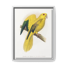 Golden or Queen Bavaria's Parrot (Guaruba guarouba) colored wood-engraved plate by Alexander Francis Lydon. - NOMADEN ART GALLERY