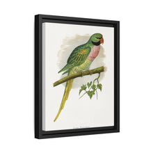 Javan Parrakeet (Psittacula alexandri) colored wood-engraved plate by Alexander Francis Lydon. - NOMADEN ART GALLERY