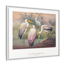 The African Wood Ibis from Zoological sketches (1861-1867) by Joseph Wolf and Philip Lutley Sclater