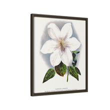 Clematis flower lithograph. Digitally enhanced from our own original 1900 edition plates of Botanical Specimen published by Rochester Lithographing