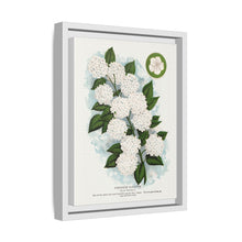 Japanese snowball flower lithograph. Digitally enhanced from our own original 1900 edition plates of Botanical Specimen published by Rochester Lithographing