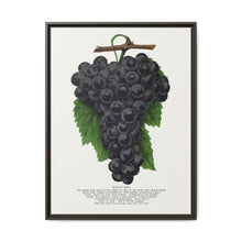 Early Ohio grape lithograph. Digitally enhanced from our own original 1900 edition plates of Botanical Specimen published by Rochester Lithographing - NOMADEN ART GALLERY