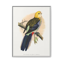 Pale-Headed or Mealy Rosella (Platycercus adscitus) colored wood-engraved plate by Alexander Francis Lydon. - NOMADEN ART GALLERY