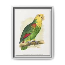 Double-Fronted or Le Vaillant's Amazon (Amazona oratrix) colored wood-engraved plate by Alexander Francis Lydon. - NOMADEN ART GALLERY