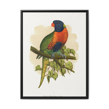 Blue Mountain Lory (Trichoglossus moluccanus) colored wood-engraved plate by Alexander Francis Lydon. - NOMADEN ART GALLERY