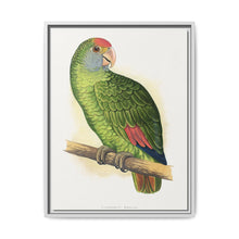 Dufresne's Amazon (Amazona dufresniana) colored wood-engraved plate by Alexander Francis Lydon - NOMADEN ART GALLERY