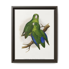 Passerine or Blue-winged Parrakeet (Psittacula columboides) colored wood-engraved plate by Alexander Francis Lydon - NOMADEN ART GALLERY