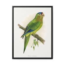 Petz's Conure (Aratinga canicularis) colored wood-engraved plate by Alexander Francis Lydon - NOMADEN ART GALLERY