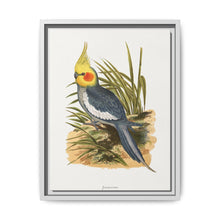 Cockatiel (Nymphicus hollandicus) colored wood-engraved plate by Alexander Francis Lydon - NOMADEN ART GALLERY