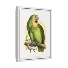Blue-Fronted Amazon (Amazona aestiva) colored wood-engraved plate by Alexander Francis Lydon
