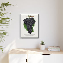 Early Ohio grape lithograph. Digitally enhanced from our own original 1900 edition plates of Botanical Specimen published by Rochester Lithographing