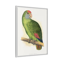 Dufresne's Amazon (Amazona dufresniana) colored wood-engraved plate by Alexander Francis Lydon