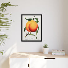 Foster peach lithograph. Digitally enhanced from our own original 1900 edition plates of Botanical Specimen published by Rochester Lithographing