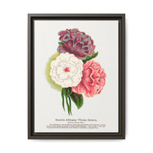 Double Althea in 3 colors lithograph. Digitally enhanced from our own original 1900 edition plates of Botanical Specimen published by Rochester Lithographing - NOMADEN ART GALLERY