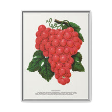 Vergennes grape lithograph. Digitally enhanced from our own original 1900 edition plates of Botanical Specimen published by Rochester Lithographing - NOMADEN ART GALLERY