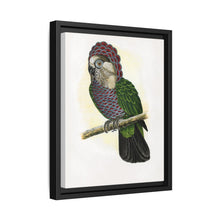 Hawk-Headed Parrot (Deroptyus accipitrinus) colored wood-engraved plate by Alexander Francis Lydon. - NOMADEN ART GALLERY