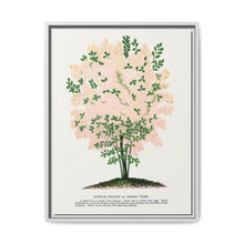 Purple Fringe tree lithograph. Digitally enhanced from our own original 1900 edition plates of Botanical Specimen published by Rochester Lithographing - NOMADEN ART GALLERY
