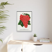 Vergennes grape lithograph. Digitally enhanced from our own original 1900 edition plates of Botanical Specimen published by Rochester Lithographing