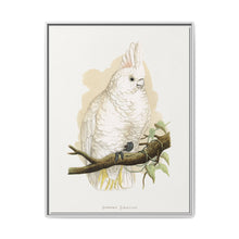 Goffin's Cockatoo (Cacatua goffiniana) colored wood-engraved plate by Alexander Francis Lydon. - NOMADEN ART GALLERY