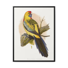 Yellow-Rumped Parrakeet (Platycercus elegans flaveolus) colored wood-engraved plate by Alexander Francis Lydon. - NOMADEN ART GALLERY