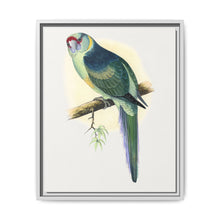 Barnard's Parrakeet (Barnardius barnardi) colored wood-engraved plate by Alexander Francis Lydon - NOMADEN ART GALLERY