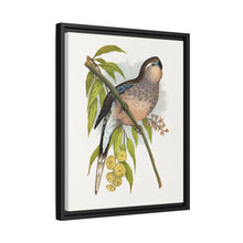 Bourke's Parrakeet (Neopsephotus bourkii) colored wood-engraved plate by Alexander Francis Lydon.