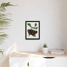 Black Tartarian cherry lithograph. Digitally enhanced from our own original 1900 edition plates of Botanical Specimen published by Rochester Lithographing