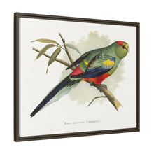 Many-Coloured Parrakeet (Psephotellus varius) colored wood-engraved plate by Alexander Francis Lydon