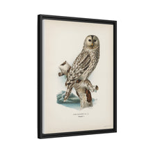Strix uralensis ♀ illustrated by the von Wright brothers from our own 1929 folio version of Svenska Fåglar Efter Naturen Och Pa Sten Ritade - NOMADEN ART GALLERY