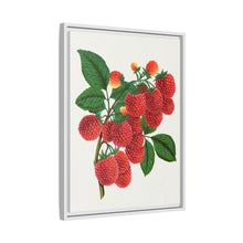 Shaffer's Colossal Raspberry Lithograph (1900)