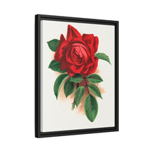 Red rose, Alfred Colomb lithograph. Digitally enhanced from our own original 1900 edition plates of Botanical Specimen published by Rochester Lithographing