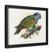 Red-Vented Parrot (Amazona martinicana) colored wood-engraved plate by Alexander Francis Lydon