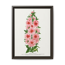Prunus Triloba flower lithograph. Digitally enhanced from our own original 1900 edition plates of Botanical Specimen published by Rochester Lithographing - NOMADEN ART GALLERY